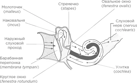 Улитка не просто пассивный слушатель В улитке есть собственная система - фото 10