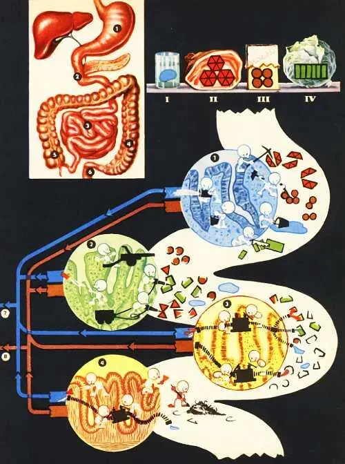 На цветной схеме слева условно изображен путь пищи по желудочнокишечному - фото 7