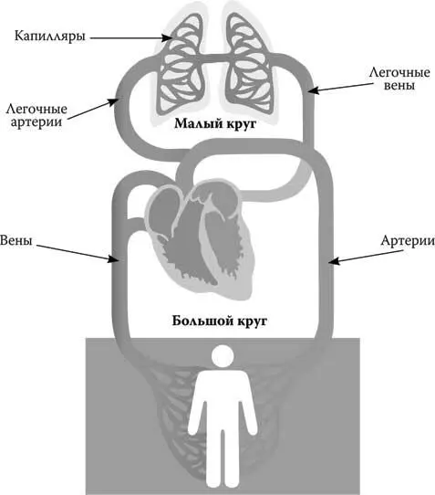 Большой и малый круги кровообращения По большому кругу осуществляется снабжение - фото 71