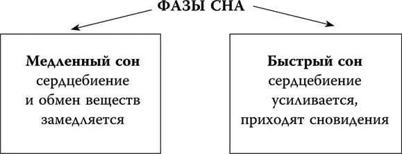 Сразу после засыпания наступает медленный сон который примерно через полтора - фото 73