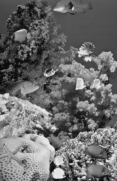 Море здесь всегда рядом В водах Красного моря скрывается один из красивейших в - фото 54