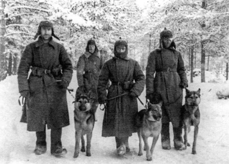 Рассказы о военных собаках - фото 15