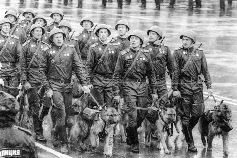Военные кинологи со служебными собаками на реконструкции Парада Победы в - фото 35