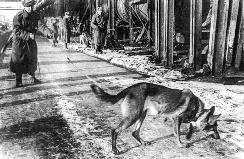 Собакиминоискатели за работой Приказом 08н от 1 марта 1944 года командира - фото 38