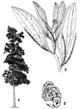 Рис 2 Особенности Acacia mangium 1 вид молодого дерева 2 веточка с - фото 2