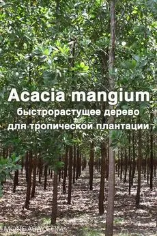 Коллектив авторов -- Биология - Acacia mangium - быстрорастущее дерево для тропической плантации