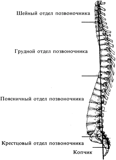 Вблизи слабых точек позвоночника портятся связки суставы нарушается - фото 4