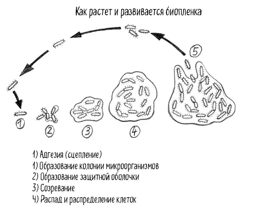 Вы наверное уже поняли что бактерии способны на большее чем могло бы - фото 60