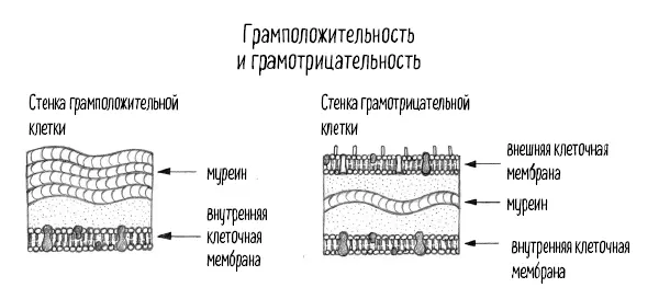 Тут есть два значимых отличия Начнем с того что внутренность любой - фото 78