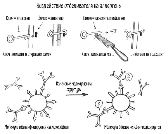 Окисляя аллерген кислородный отбеливатель делает именно то что происходит при - фото 100
