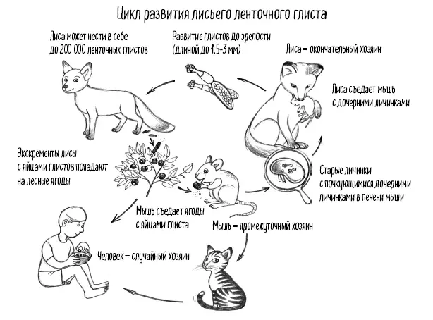 И поскольку мы заговорили о кошачьих экскрементах еще одного паразита я - фото 103