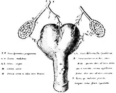 Aus An dreare Vesalii Brux Suorum humani corporis fabrica librorum epitome cum - фото 3