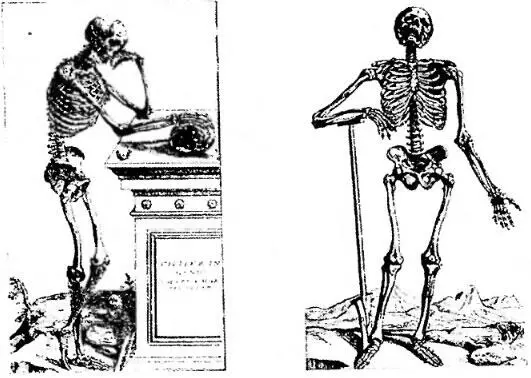 Die Vesalschen Skelettfiguren Nach Roth Drillinge Aus Th Bartholini - фото 12