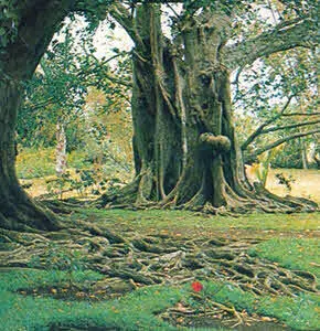 Цветок дерева фикус религиоза Дерево буа макак вицеадмирала Маслова - фото 68