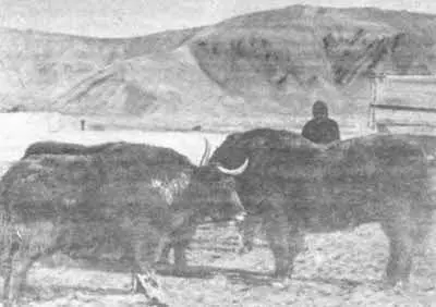 Центральный Памир Яководческий совхоз БулунКуль Яки единственные - фото 127