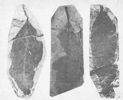 Отпечатки древних растений на камне Одним словом свыше 90 образцов - фото 176