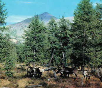 Олени еще популярны на Нижнем Амуре Путина Поселок Многовершинный - фото 158