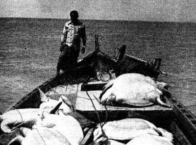 Богатый улов морских черепах За горой которую мы обогнули всетаки замочив - фото 55