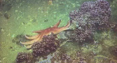 В свете лампывспышки девятилучевая морская звезда солястер на склоне - фото 54