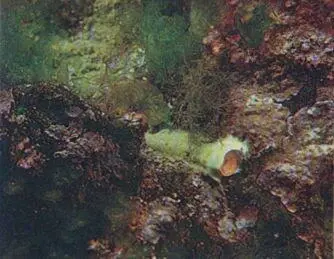 Среди лимотамний известковых водорослей поселился морской червь нериес - фото 60
