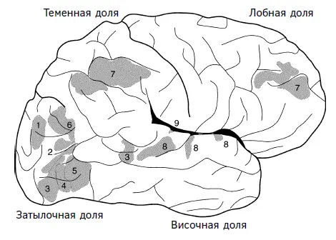 Рис 7 Кора головного мозга человека с указанием долей и областей которые - фото 7