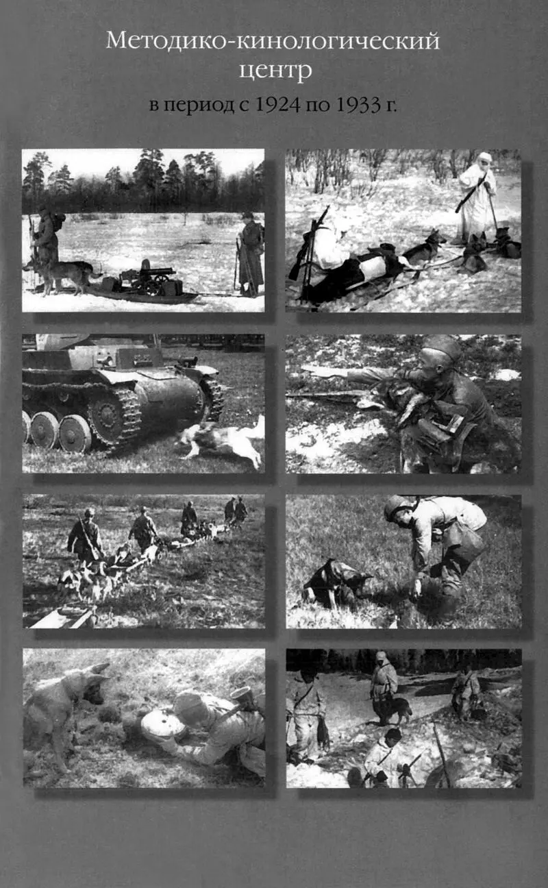 Джульбарс вылетавший на разминирование аэродрома Воронеж 1943 г Личный - фото 3