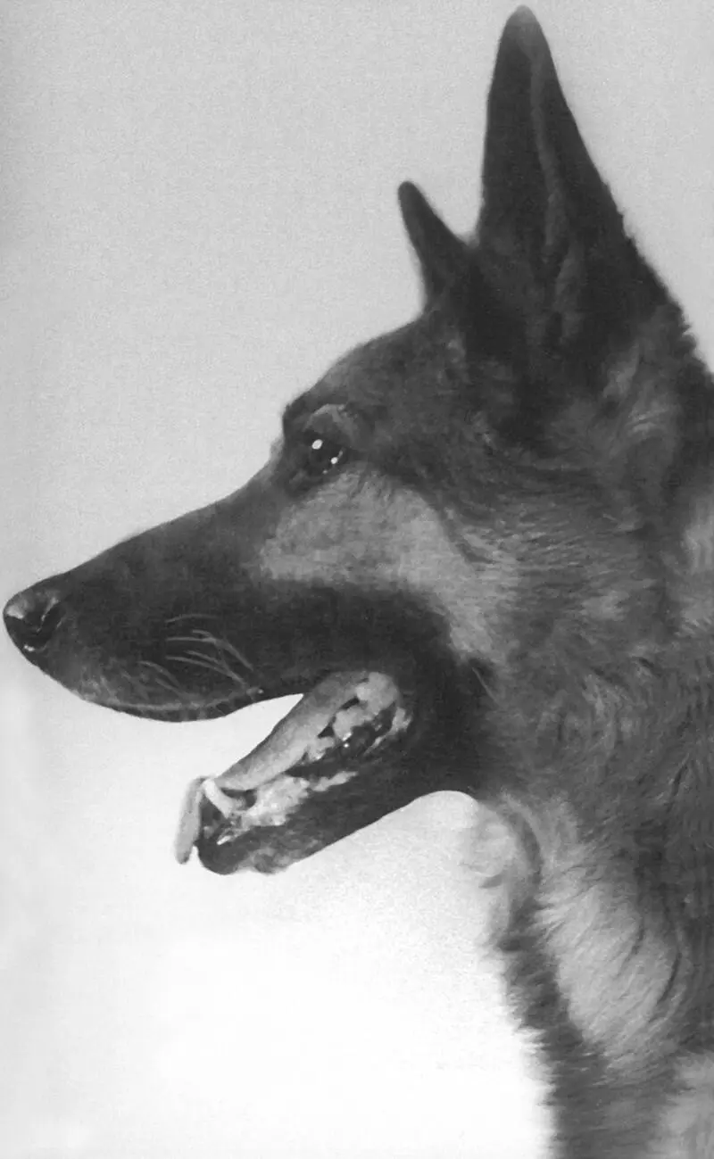 Джульбарс вылетавший на разминирование аэродрома Воронеж 1943 г Личный - фото 4