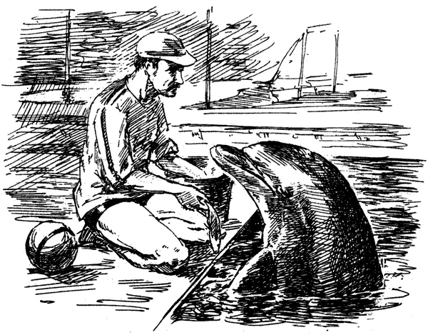 У этого самолюбивого белобочки Delphinus delphis есть бутылконосый родич - фото 60