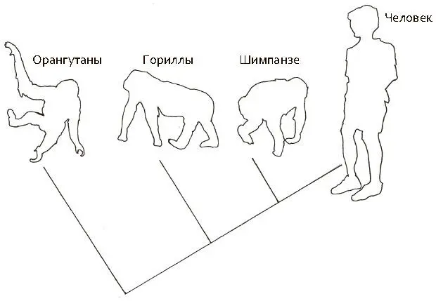 Рис 132 Все живые организмы связаны общим происхождением Это значит что - фото 54