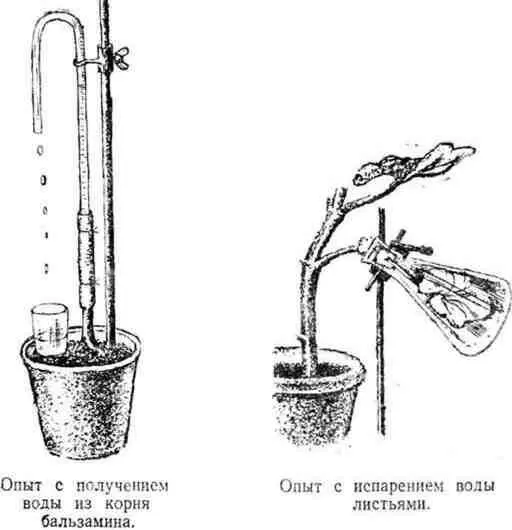 Между прочим слезы у Ваньки сладкие В солнечные дни при сильном испарении - фото 108