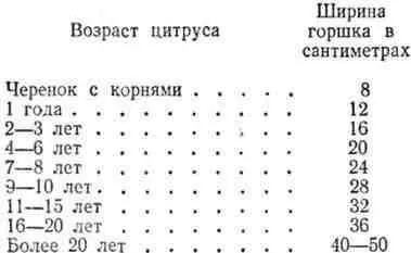 Кроме поливки в жару и в сухой комнате следует через день опрыскивать листву - фото 169