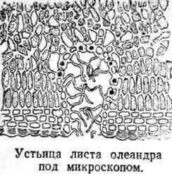 Затем наденем стекло на ветку Под срезом закрепим две половинки пробки и на - фото 207