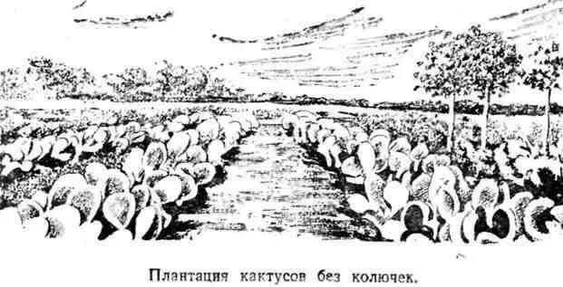 Только копытным животным удаётся сбивать кактусы и с нижней стороны где нет - фото 23