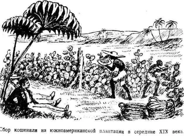 Не так давно целые плантации опунции выращивали для разведения мохнатой тли - фото 27