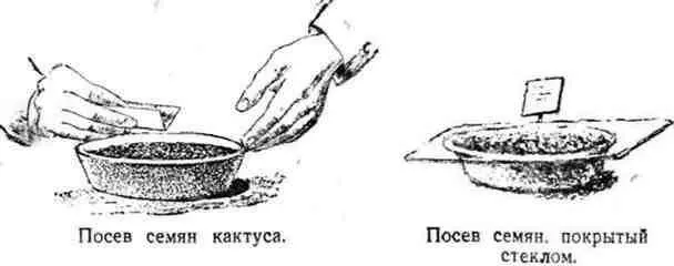 Семена раскладывают на поверхности и слегка присыпают очень мелкой просеянной - фото 37