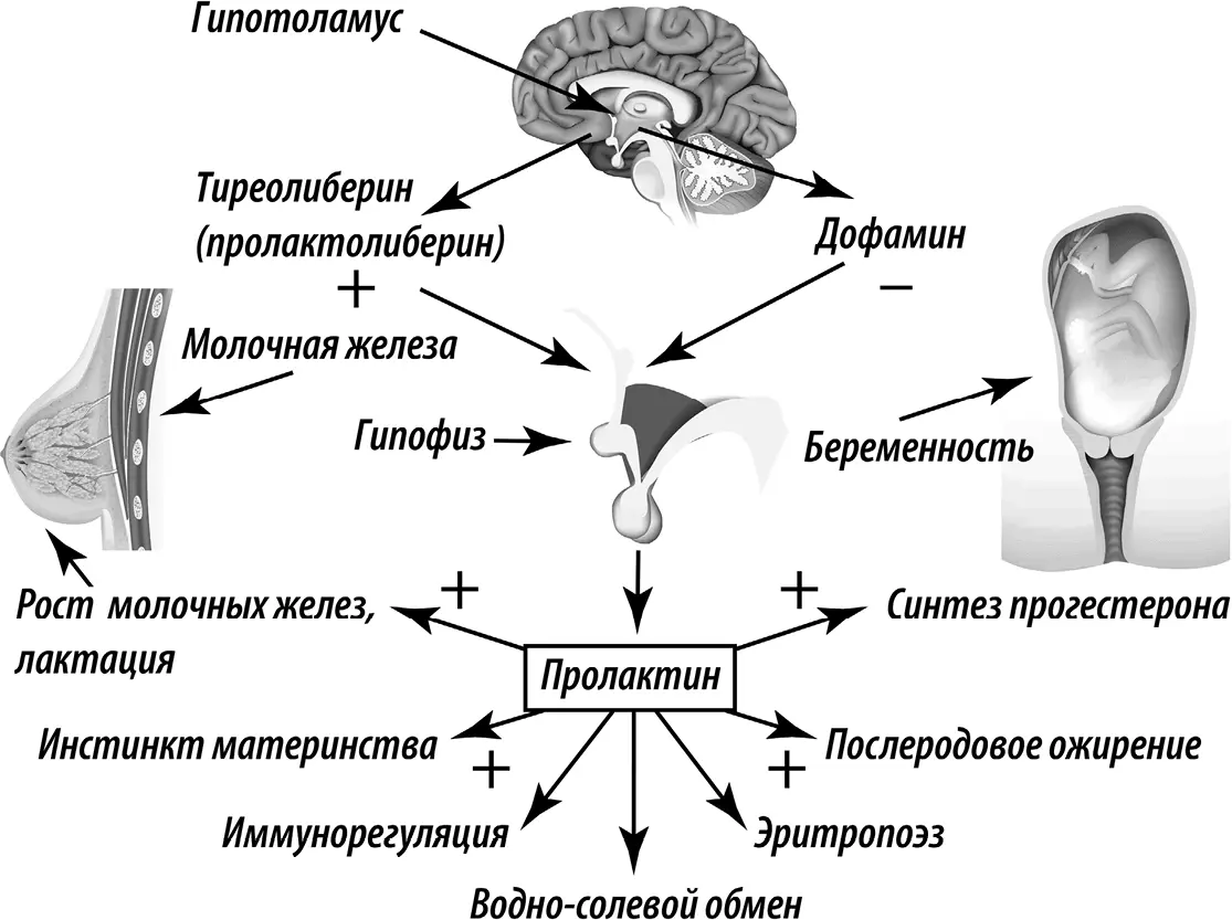 Однако существуют состояния и заболевания которые сопровождаются - фото 5