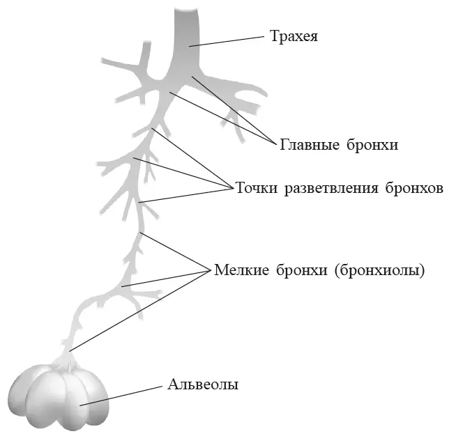 Рис 4 Разветвление бронхиальной системы От начала трахеи до альвеолярных - фото 4