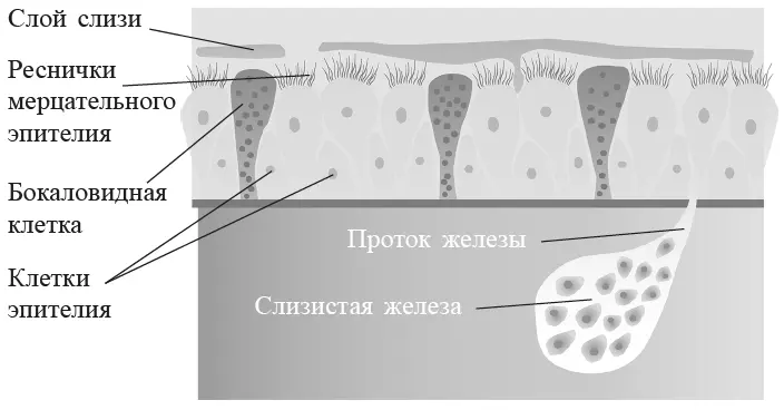 Рис 5 Очищающий аппарат дыхательных путей Поверхность бронхов выстлана - фото 5