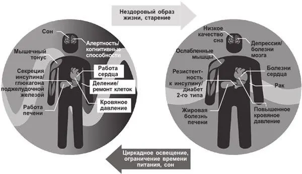 Нездоровый образ жизни приводит к нарушениям циркадного ритма и различным - фото 4