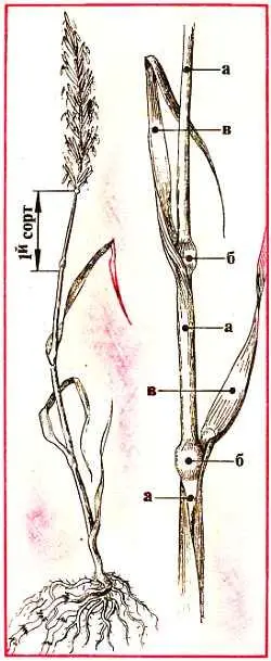 Рис 1 Строение стебля злака а колено междоузлие б узел в покровный - фото 2