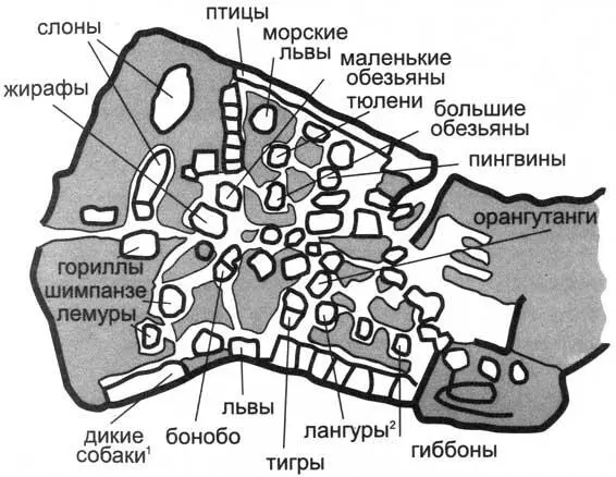 Дикая собака это индийская собака которая напоминает лису Лангур это - фото 13