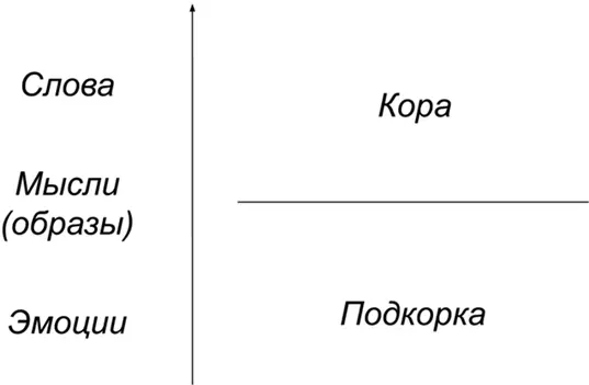 Проблема в том что подкорка и кора говорят на разных языках а потому не - фото 16