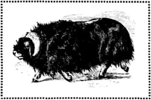 Мускусный бык Ovibos moschatus Область распространения его ограничивается - фото 6