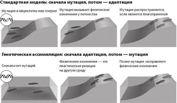 Рис 82 Эволюция без эволюции ПЕРЕХОДНЫЙ ПРОЦЕСС Но что если условия - фото 9