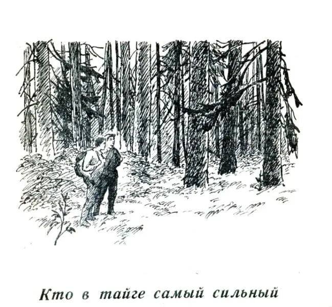 Кто в тайге самый сильный Рассказал мне както Василий Васильевич сказку Он - фото 16