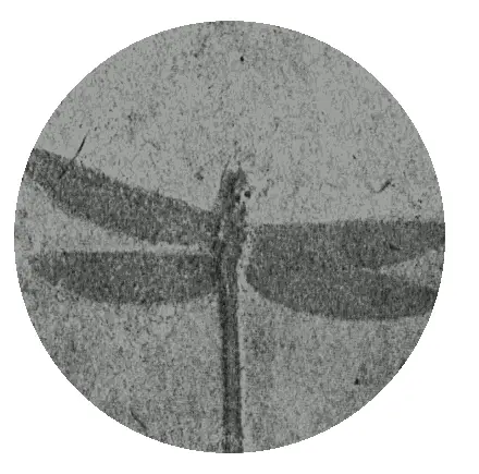 Рис 23 Кусок камня с отпечатком насекомого Но вы уже знаете что на дне - фото 23