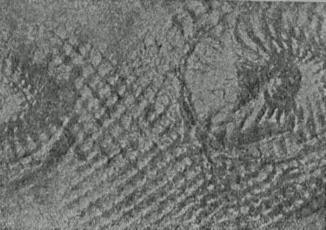 Рис 24 Кусок камня с отпечатком морского растения Перемещаясь по земной - фото 24