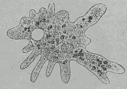 Рис 28 Простейшее мельчайшее одноклеточное существо амеба под - фото 28