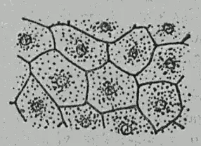 Рис 29 Кожица с поверхности листа растения под микроскопом Видны клетки с - фото 29