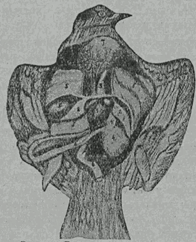 Рис 30 Внутренне строение голубя 1 Сердце 2 Легкие 3 Дыхательное горло - фото 30